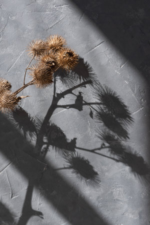 Dried burdock flower and floral sunlight shadows on a gray concrete texture wall, minimalist aesthetic summer backgroundの写真素材