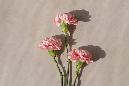 Pink carnation flower bouquet flatlay on a beige background with sun light shadows, aesthetic lifestyle floral holiday greeting card bannerの写真素材