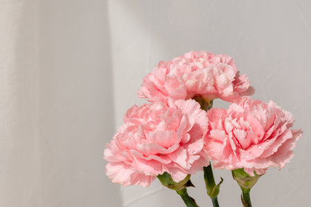 Carnation flower bouquet on neutral beige background in a sunlight, aesthetic floral greeting holiday card, copy spaceの写真素材