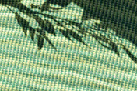 Elegant floral leaves sunlight shadows on bright green textile background, natural summer backdrop with copy spaceの写真素材