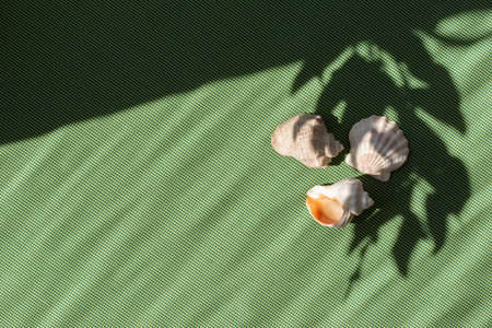 Bright green natural summer vacation time background, sea shells on a green backdrop with tropical floral sun light shadow, aesthetic minimal banner with copy space, flat layの写真素材