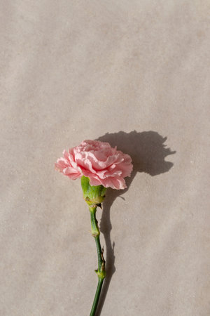 Pink carnation flower on beige background with aesthetic sun light shadow, minimalist floral greeting cardの写真素材
