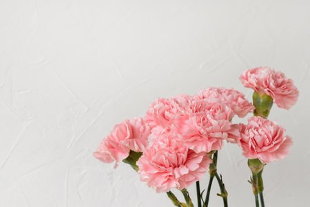 Pink carnation bouquet closeup on a white neutral background, festive floral holiday greeting card, mothers day, valentines day postcard template, copy spaceの写真素材