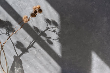 Floral sunlight shadows on gray concrete wall background, aesthetic minimal floral neutral backdropの写真素材