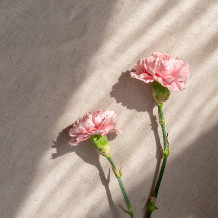 Carnation flowers in sunlight rays on a beige background, aesthetic lifestyle natural floral still lifeの写真素材