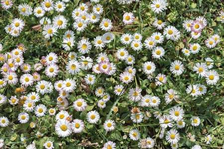 Aesthetic lifestyle floral background with camomile flowers in a meadow grass, daisy natural patternの写真素材