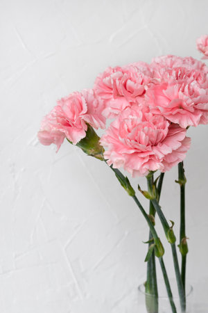 Minimalist carnation flower bouquet on a white background, beautiful floral congratulation card template, wedding design backdropの写真素材