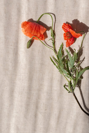 Aesthetic minimalist summer floral background, red poppy flowers on a beige linen texture background with abstract sunlight shadows, copy spaceの写真素材
