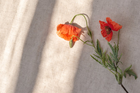 Aesthetic lifestyle summer floral background, red poppy flowers on a neutral beige linen fabric with abstract sunlight shadowsの写真素材