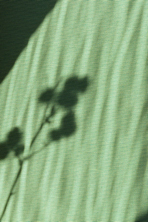 Minimalist floral sun light shadows on a green textile background, summer or spring natural backdrop with flower silhouette, copy spaceの写真素材