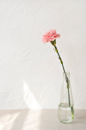 Pink carnation flower in glass vase on a neutral beige table and white concrete wall background, aesthetic home interior template with empty copy space and lifestyle sunlight shadow patternの写真素材