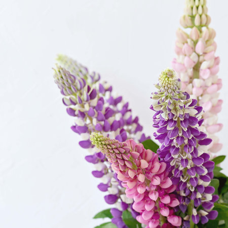Violet and pink lupine flower bouguet on a light neutral backgroundの写真素材