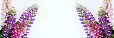Web banner with pink, purple and violet lupine flower bouquet on a light neutral background, copy spaceの写真素材