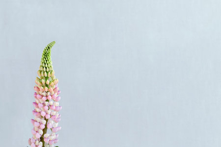 Aesthetic minimal floral postcard template with copy space, beautiful pink lupine flower inflorescence on a neutral pastel light blue backgroundの写真素材