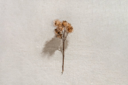 Aesthetic minimalist autumn floral card, dried meadow wild flower on a neutral beige linen backgroundの写真素材