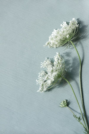 Meadow wildflower stems close up, aesthetic minimalist floral pattern with sunlight shadows on a...