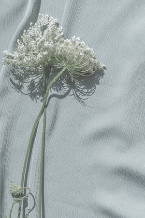 Elegant white wildflowers on neutral light blue fabric background, minimalist aesthetic wedding or business brand template,の写真素材