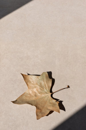 Dried brown sycamore leaf on neutral beige background with aesthetic sun light shadow. Autumn...