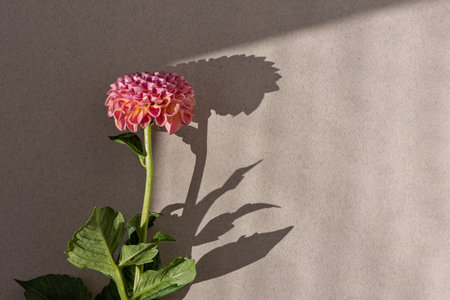 Bright pink single dahlia flower on neutral beige background with aesthetic sunlight shadow, flat lay, copy space. Minimalist floral still lifeの写真素材