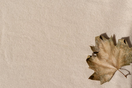 Minimalist neutral autumn flat lay. Light brown fall leaf on beige knitted woolen jersey cloth texture background. copyspace.の写真素材