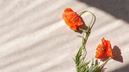 Red poppy wilted flowers on beige linen background with lifestyle sun light shadows.の写真素材