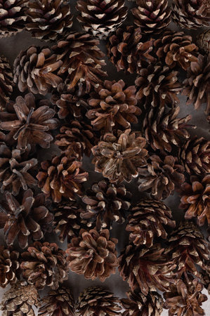 Aesthetic natural winter texture, brown pine tree cones flat lay on neutral taupe background. Sustainable backdrop for business branding, social media blog design.の写真素材