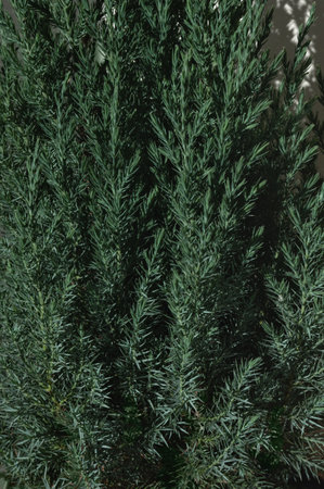 Needle conifer tree texture background, juniper tree green branches and twigs with natural sunlight shadows. Aesthetic winter neutral floral backdrop for business branding or social media blog.の写真素材