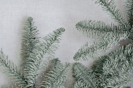 Blue noble fir branches on neutral beige linen fabric background, minimal aesthetic sustainable...