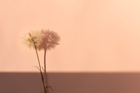 Fuzzy dandelion flower on peach color background with natural sunlight shadows, minimalist aesthetic floral business branding backdrop in trendy color 2024 year.の写真素材