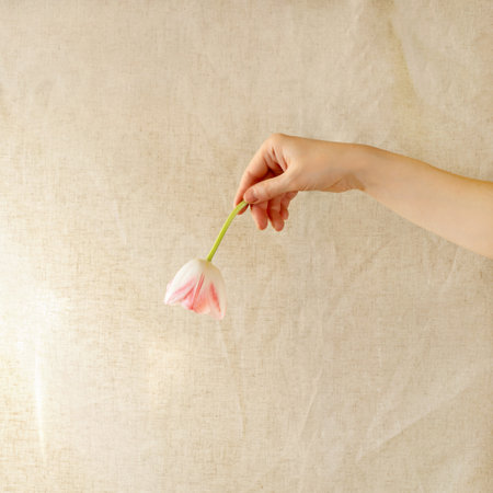 Tulip flower in woman hand on neutral beige linen textile background, aesthetic minimal spring floral card, greeting postcard for Valentine day, Mothers day, wedding or birthday congratulation design.の写真素材