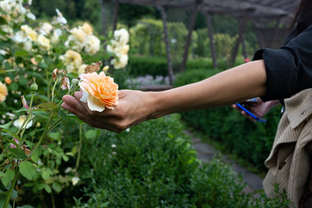 A persons hand gently holding a blooming yellow rose in a lush garden.