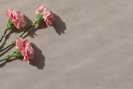 Pink carnation flower bouquet flat lay on beige background with sun light shadows, aesthetic lifestyle floral holiday greeting card or banner mockup, empty copy space.の写真素材