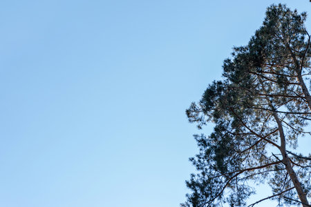 Top of green spruce tree in clear blue sky, view from below, summer nature background, copy space.の写真素材