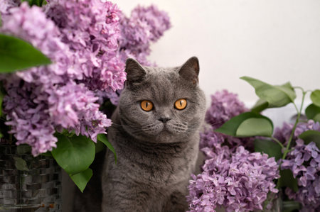 British shorthair cat sitting near lilac flowers bouquets, home allergy sources concept, domestic pets fur allergen, flower pollen allergen.の写真素材