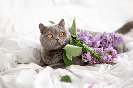 British shorthair cat laying on bed with white crumpled cotton blanket and sheets, with messy bouquet of lilac flowers, home allergic sources, domestic pet fur allergy and flowers pollen allergy.の写真素材
