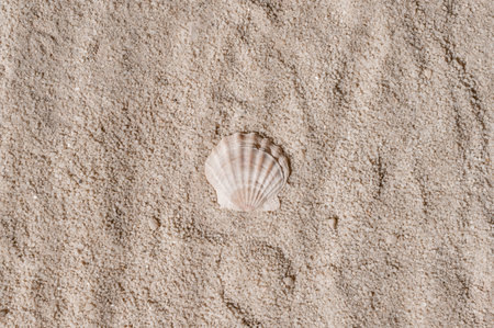 Sea shell on neutral beige beach sand texture background, minimal aesthetic summer vacation concept, tropical design for business branding or social media blog.の写真素材