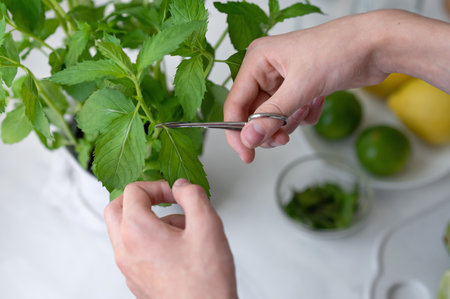 Growing herbs at home, peppermint in pot, person picking mint leaves, home greenery harvesting.の写真素材