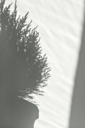 Abstract sunlight shadow silhouette of juniper, conifer tree in pot, on concrete textured wall...