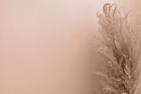 Soft natural background with dried pampas grass on empty wall in warm light brown color with natural sunlight and shadows, trendy color of 2025の写真素材