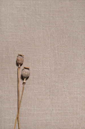 Soft natural light mocha brown linen fabric texture background with two dried poppy flowers, elegant aesthetic minimal backdrop in bohemian style, empty copy space.の写真素材