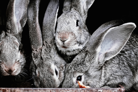 funny pet rabbits in a cage on the farmの写真素材