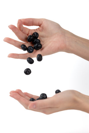 on a white background photo of a large blueberry lying on a woman's palmsの写真素材