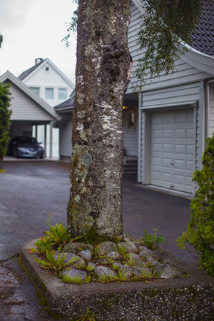 A Peaceful Driveway Scene Featuring a Tree Surrounded by Stones and Plants Amidst A Residence with...
