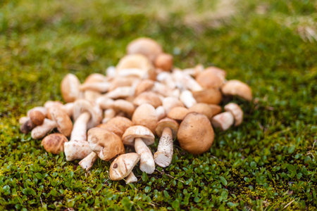 A Bountiful Collection of Wild Mushrooms Gathered on a Lush Green Forest Floor Surrounded by Soft...