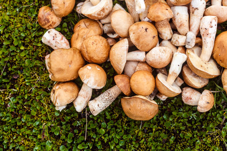 A Versatile Collection of Edible Mushrooms Piled on Lush Green Moss in a Natural Environment...