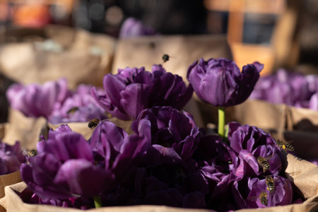 Stunning Close-Up of Vibrant Purple Tulips Surrounded by Bees in a Natural Setting, Perfect for Spring and Floral Enthusiasts Capturing the Essence of Natures Beautyの写真素材