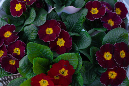 Vibrant Primrose Blooms Showcase: A Beautiful Arrangement of Red and Yellow Flowers with Lush Green Leaves, Perfect for Spring and Gardening Enthusiastsの写真素材