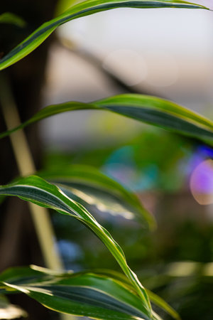 A Close-Up View of Vibrant Green Leaves Surrounded by Soft Blurry Background Elements, Highlighting...