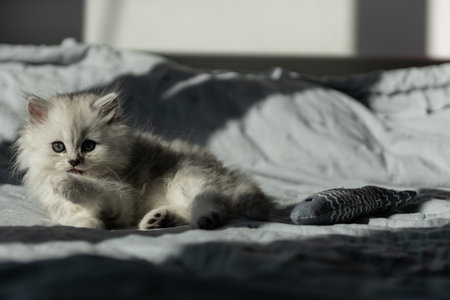 Adorable Fluffy Kitten with Sparkling Eyes Playfully Resting on Soft Bed Sheets with a Textile Fish Toy, Capturing the Essence of Feline Softness and Playfulnessの写真素材