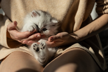 Adorable White Kitten Being Cuddled in Soft Hands on a Cozy Afternoon, Radiating Comfort and Warmth in a Sunlit Room with Laid-Back Vibesの写真素材